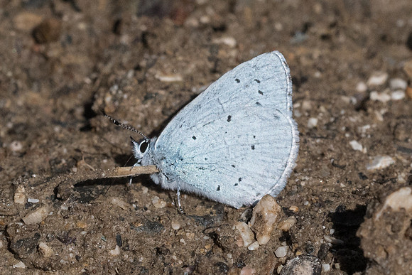 Celastrina argiolus-0876