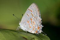 Ministrymon clytie-0814