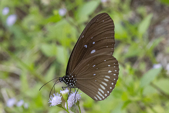Euploea eyndhovii sp-6929