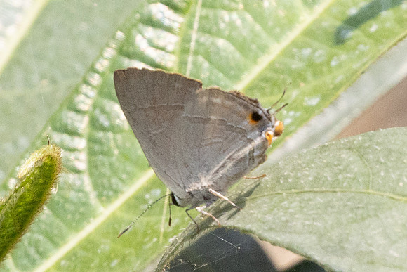 Rapala iarbus-6133 - Doi Suthep - 26/03/24