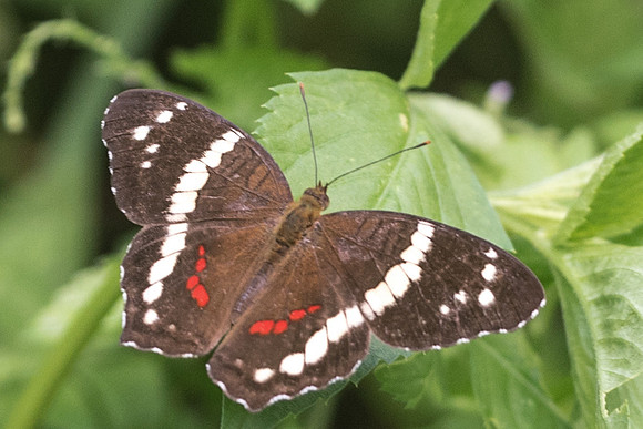 Anartia fatima-4383
