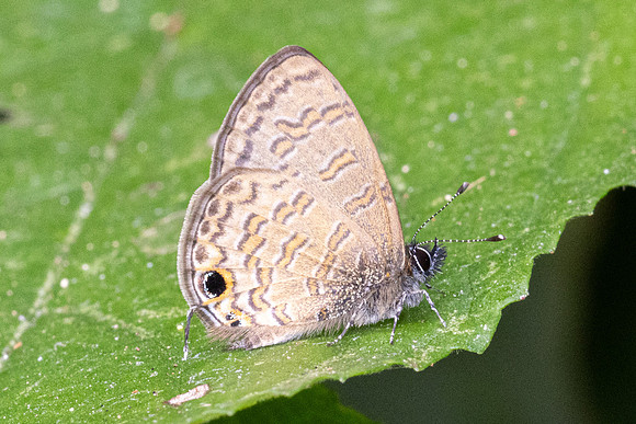 Prosotas nora-3278 - Chiang Dao - 19/03/24