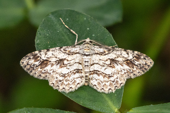Iridopsis defectaria id --4973