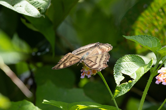 Junonia iphita id--0723 -  Kuala Woh Recreational Forest - 15/03/25