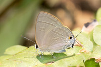 Rapala manea schistacea-1695 - Chiang Dao - 18/03/25