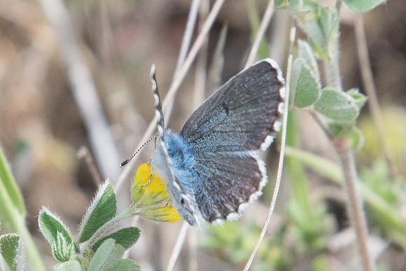 Pseudophilotes vicrama-9616