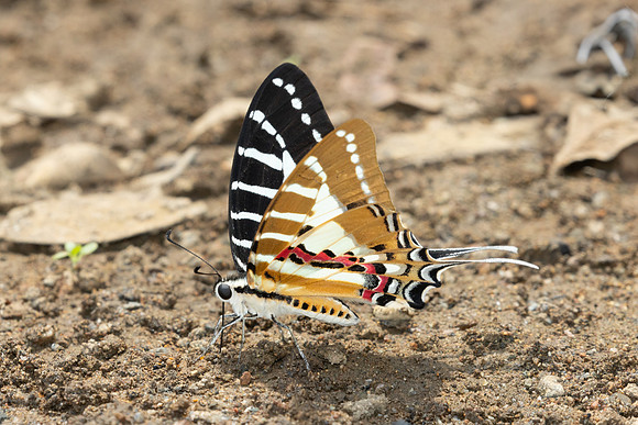 Graphium nomius-2659
