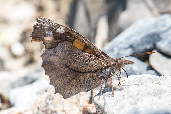 Libythea celtis-8770