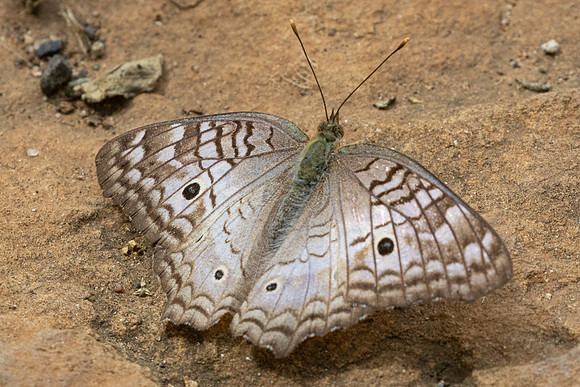 Anartia jatrophae-0374 - Barichara - 7/06/24