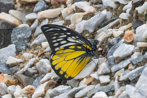 Prioneris thestylis-8863
