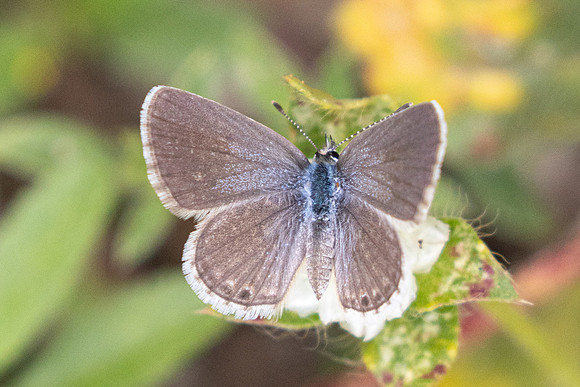 Hemiargus ceraunus-4653 - Chicamocha - 10/06/24
