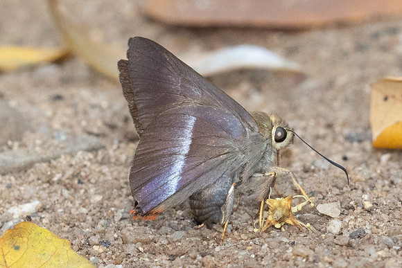 Bibasis sena-1981 - Chiang Dao - 18/03/24