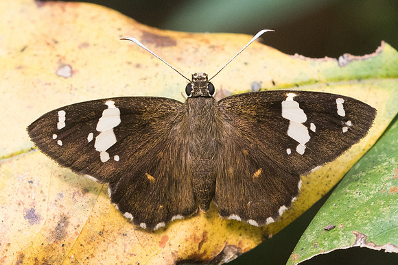 Celaenorrhinus leucocera-6767 Doi Suthep - 14/03/23