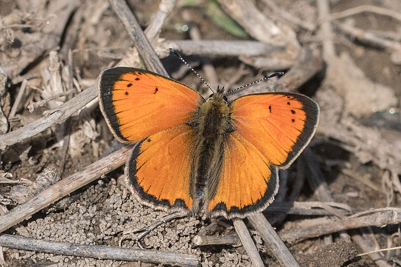 Lycaena ottomana-0611