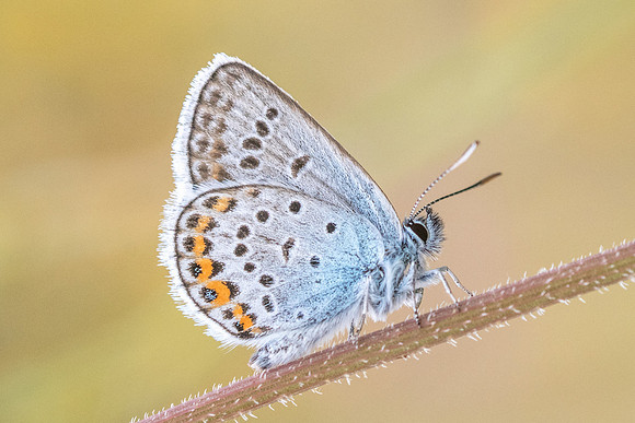 Plebejus argus ♂-8027 - Manre - 02/08/20