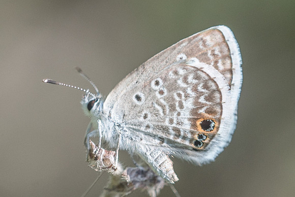 Hemiargus isola-3546
