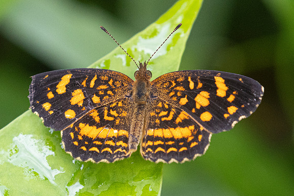 Anthanassa tulcis-9820