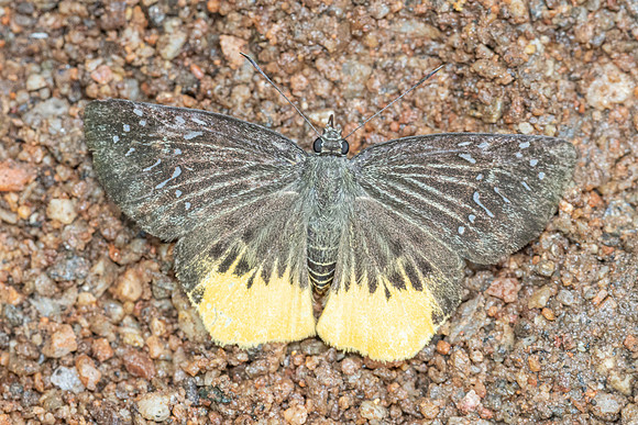 Mooreana trichoneura pralaya-5439 - Doi Suthep - 27/03/25
