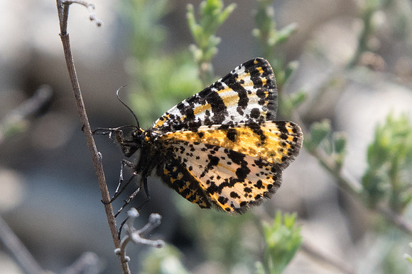 Eurranthis plummistraria - Bayasse - 18/04/19