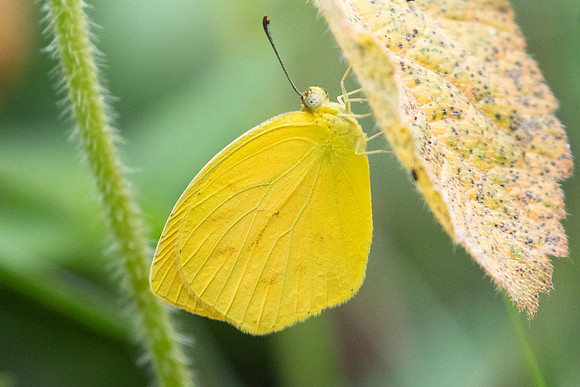 Pyrisitia proterpia -2369  - Barichara - 9/06/24