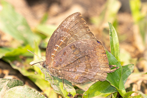 Arhopala amantes-1545- Chiang Dao - 18/03/25