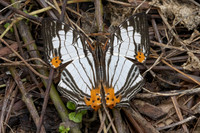 Cyrestis maenalis-8428 - Fraser's hill - 10/03/25