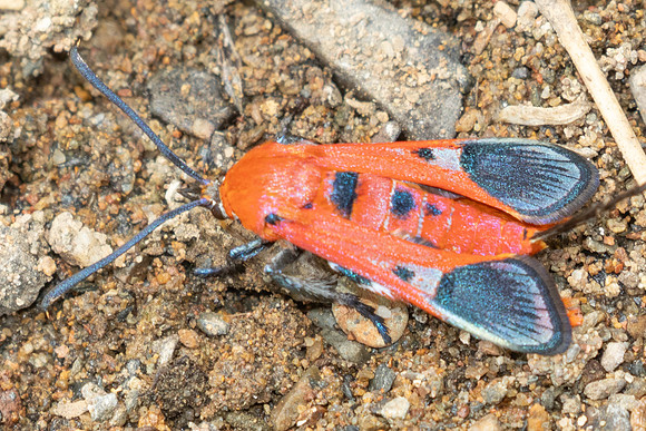 Akaisphecia sp-2579