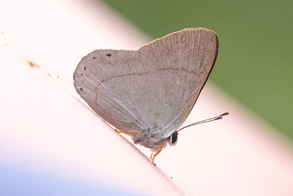 Euselasia eupatra-5912 - Salento - 16/06/24