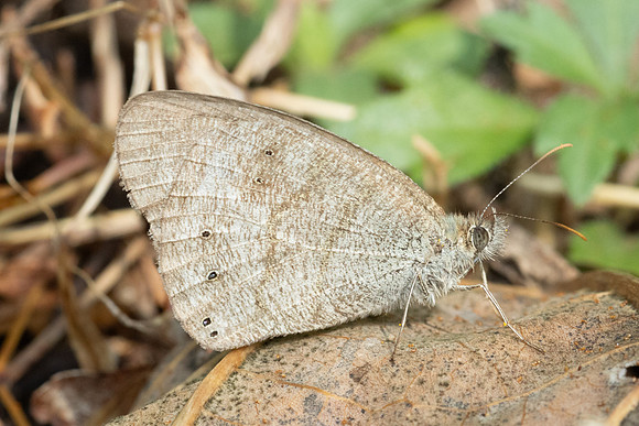 Ypthima similis-4811- Doi-Inthanon - 23/03/24