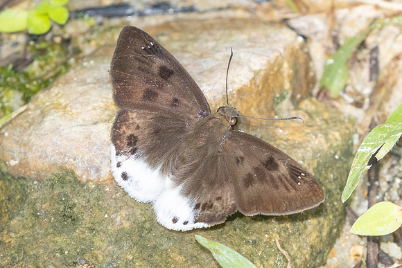 Tagiades gana-9756