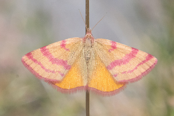 lythria sanguinaria-6883 - Err - 22/07/23