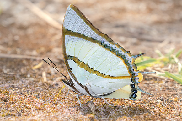 Polyura dolon-3461