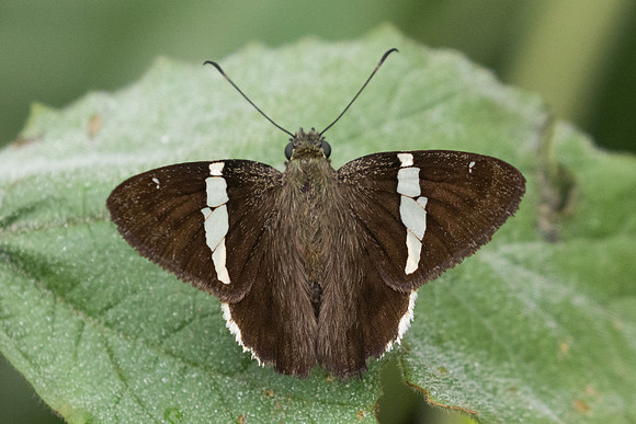 Autochton bipunctatus-2909