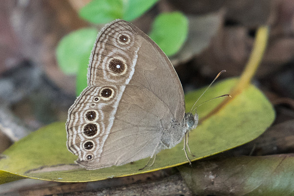 Mycalesis intermedia-3060 - Koh Samui - 19/03/23