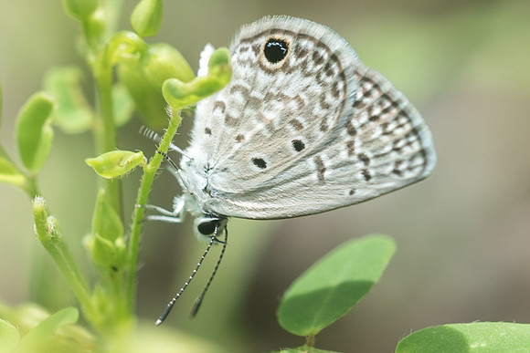 Hemiargus huntingtoni hannoides-1241