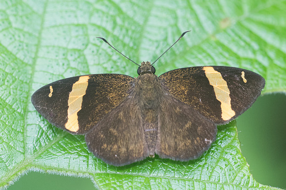 Celaenorrhinus aurivittatus-1541  - Chiang Dao - 14/11/23