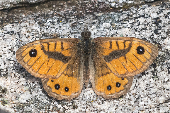 Lasiommata paramegaera ♂-8191 - Vivario - 14/06/23