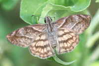 Timochares trifasciata-4193