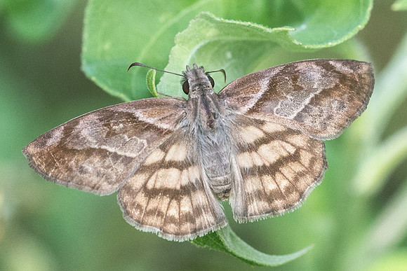 Timochares trifasciata-4193