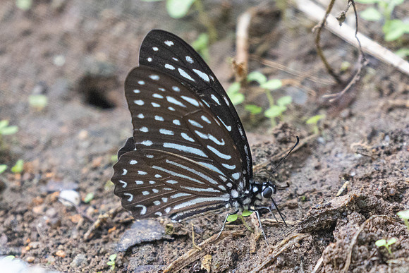 Graphium megarus-9495