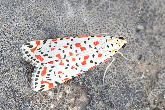 Utetheisa pulchella nuit-1177