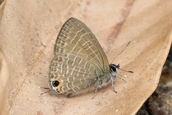 Nacaduba-2848 - Doi-Suthep - 21/03/25