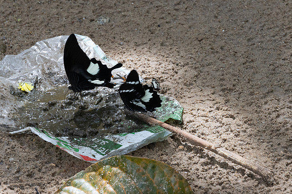 Papilio iswara-0220