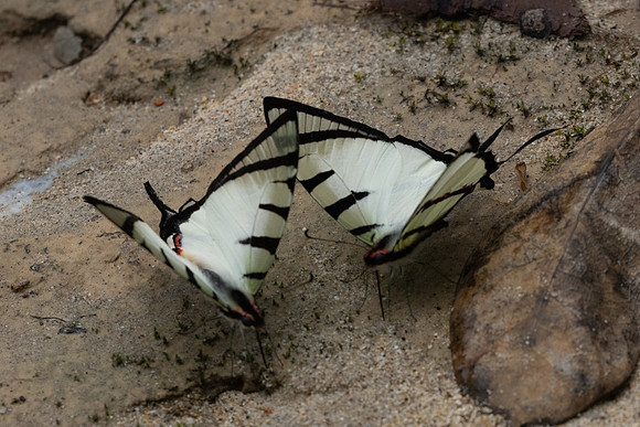 Graphium agetes-8491