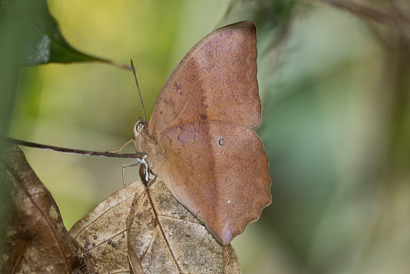 Discophora sondaica-1731 - Chiang Dao - 18/03/25