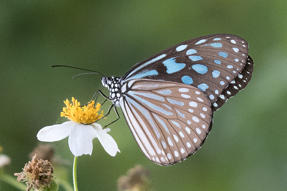 Ideopsis similis persimilis-2852 - Koh Samui - 19/03/23