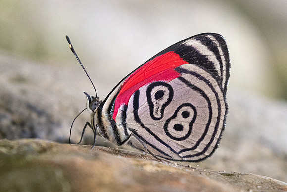 Diaethria clymena-6016 - - Salento - 16/06/24