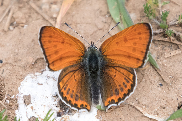 Lycaena thersamon-0115