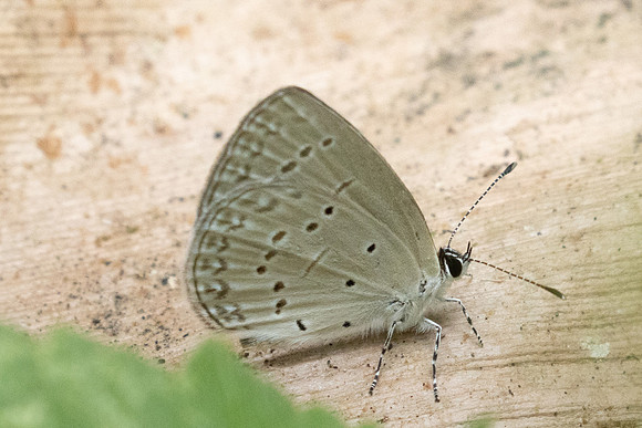 Bothrinia chennellii-2506 - Chiang Dao - 20/03/25