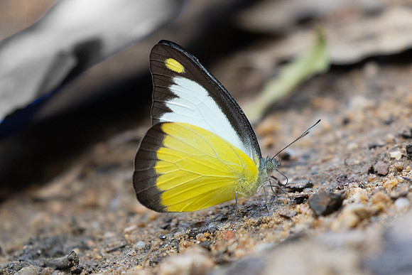 Appias lyncida-0429